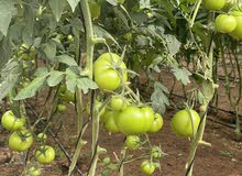 Fresh Vegetables direct from Farmhouse Fresh Vegetables direct from Farmhouse