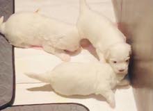 Maltese puppy’s available for poking Maltese puppy’s available for poking