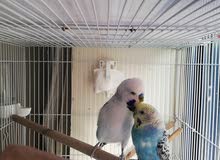 Budgie Breeding Pair and Chicks Budgie Breeding Pair and Chicks