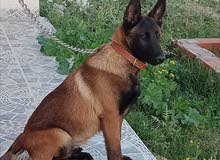 malinois charbon malinois charbon