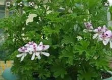 ماء عطر مقطر وكليل ماء عطر مقطر وكليل