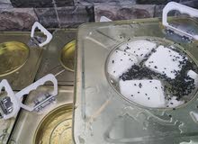 جبنه طريه ( خضرا) وجبنه بيضاء مغليه خير السنه جبنه طريه ( خضرا) وجبنه بيضاء مغليه خير السنه