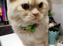Cat for sale with items Cat for sale with items