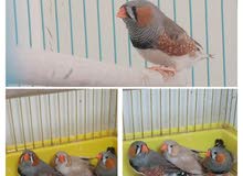 طيور زيبرا حجم وسط طيور زيبرا حجم وسط