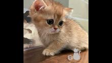 golden british straight kitten male ذكر golden british straight kitten male ذكر