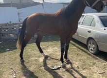 فلو تلات ارباع لله يبارك فلو تلات ارباع لله يبارك