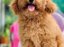TOY POODLE IMPORTED TOY POODLE IMPORTED