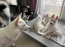 white husky puppies available