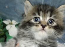 قطه للبيع قطه للبيع