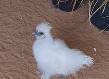 polish and silkie polish and silkie