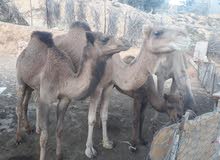 2 انياق 2 انياق