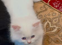 بزونة شيرازية بزونة شيرازية