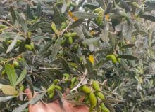 Farm Land for Sale in Tulkarm Beit Lid