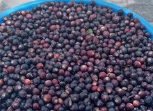 بوت الجبل الأخضر للبيع بوت الجبل الأخضر للبيع