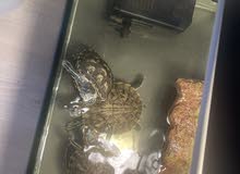 3 healthy cute turtles - with full set