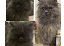 قطه شيرازيه للبيع قطه شيرازيه للبيع