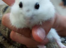 dwarf hamster dwarf hamster