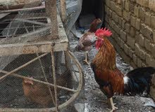 دجاج عرب للبيع دجاج عرب للبيع