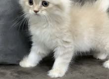 kitten for sale 45bd قطط للبيع kitten for sale 45bd قطط للبيع