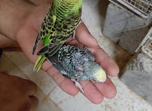 For sale a pair of budgie bebys for 50 hand feed For sale a pair of budgie bebys for 50 hand feed