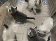 British shorthair British shorthair