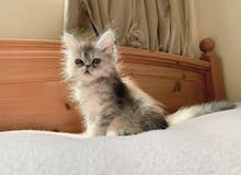 persian kitten persian kitten