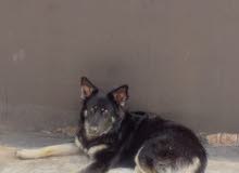 dog 3omro sene dog 3omro sene