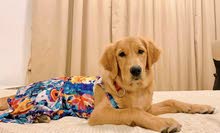 Golden Retriever Pup Golden Retriever Pup