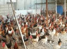 دجاج محلي بياض دجاج محلي بياض