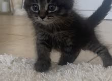 قطط صغيره قطط صغيره