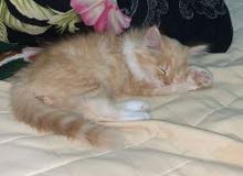 قطه شيرازيه قطه شيرازيه
