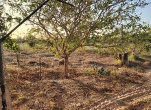 Farm Land for Sale in Tripoli Tajura