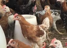 دجاج فرنسي عربي مكس دجاج فرنسي عربي مكس