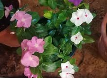 فخار واشتال فخار واشتال