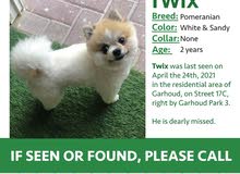 lost dog lost dog