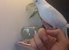Cocktail Albino Cocktail Albino
