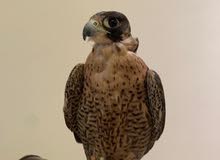 صقر Falcon صقر Falcon