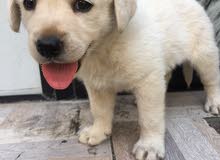 7 weeks old original Golden Retriever Puppy with medical book to sale 7 weeks old original Golden Retriever Puppy with medical book to sale