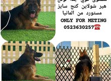 German Shepard for mating only German Shepard for mating only