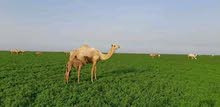 محاسب سوداني يعمل علي جميع المنظومات والبرامج المحاسبية محاسب سوداني يعمل علي جميع المنظومات والبرامج المحاسبية