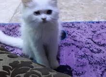 قط شيرازي ذكر قره وصف قط شيرازي ذكر قره وصف