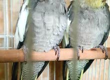 4 Colorful Baby Cockatiel For Sale with home care (Natural feeding) 4 Colorful Baby Cockatiel For Sale with home care (Natural feeding)