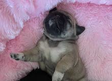 pug puppies for sale pug puppies for sale
