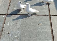 حمام زينه حمام زينه