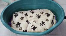 Dog bed for sale. Dog bed for sale.