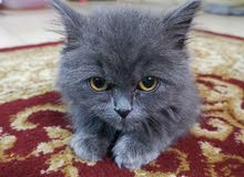 British cat for sale British cat for sale