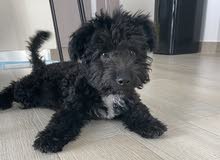 Toy Poodle - ذكر جرو توي بودل Toy Poodle - ذكر جرو توي بودل