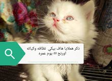 قططه هملايا وبيرشن حلويات قططه هملايا وبيرشن حلويات