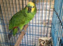 blue front parrot blue front parrot