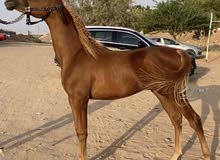 خيل حصان مهر عربي اصيل للبيع